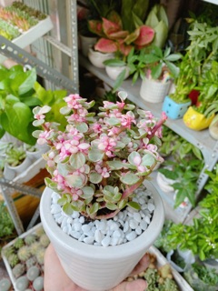 Chậu Đô La Hồng