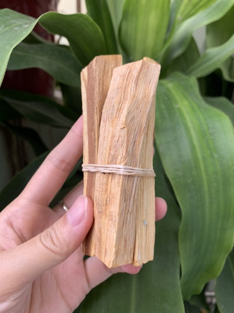 Palo Santo - Gỗ trắc xanh thanh tẩy Peru - Wild harvested palo santo 4 inch stick