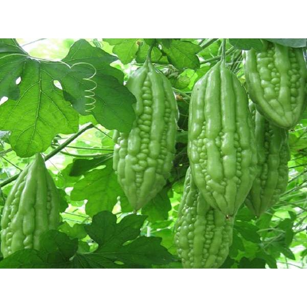 HẠT GIỐNG KHỔ QUA F1 DỄ TRỒNG NĂNG SUẤT CAO