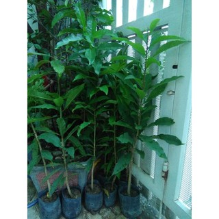Cây Lộc vừng, chiều cao 80cm (FreeShip)