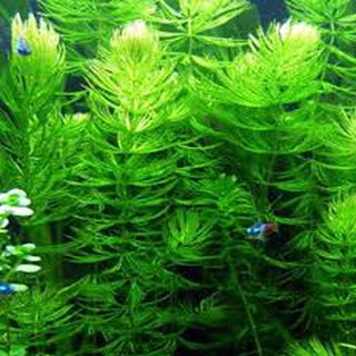 COMBO 1 BỊCH 10 CỌNG RONG ĐUÔI CHỒN - RÔNG BỂ CÁ - RONG TƯƠI XANH DÀI ĐẸP