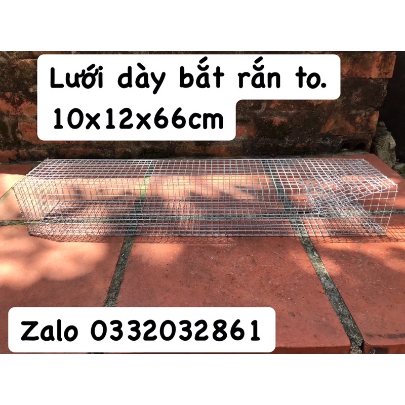 Bẫy rắn độc lưới phân 2