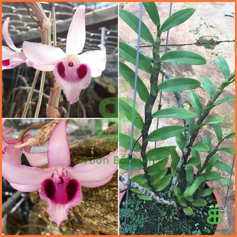 CHẤT BÁM DÍNH DÙNG CHO CÂY TRỒNG