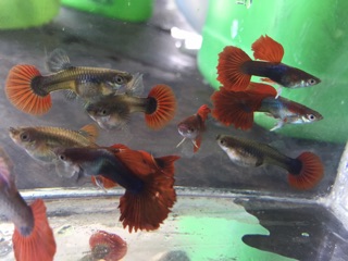 Guppy HB Red size 2 tháng siêu đẹp