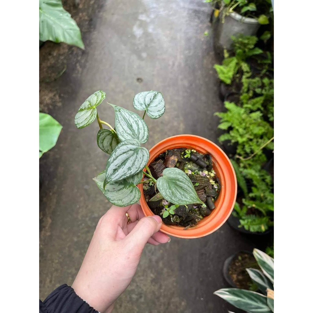 Cây philodendron brandtianum