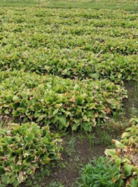 500g Củ Địa liền