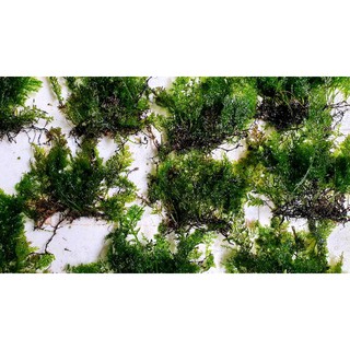 Dương xỉ lá nho, dương xỉ thủy sinh