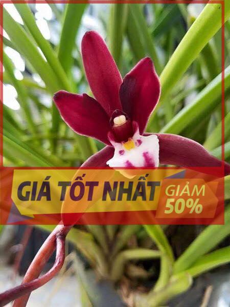 Hoa lan kiếm, Lan Kiếm đỏ (xích ngọc)