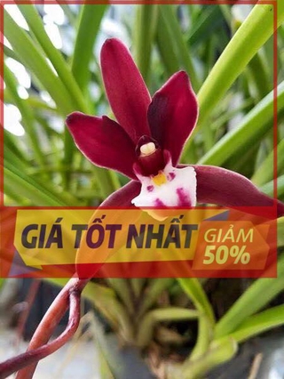 Hoa lan kiếm, Lan Kiếm đỏ