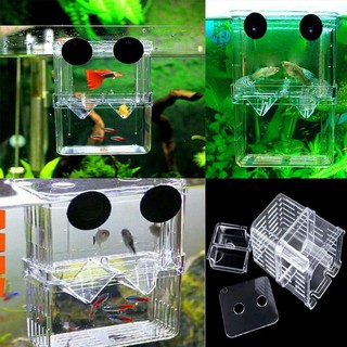 [RẺ VÔ ĐỊCH] LỒNG ĐẺ MICA CHO CÁ THỦY SINH