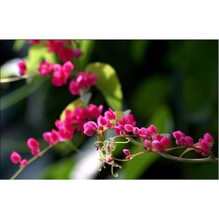 Hạt giống hoa tigon mix 5 mầu Xanh trắng hồng đỏ vàng gói 20h luckyseed hạt siêu rẻ