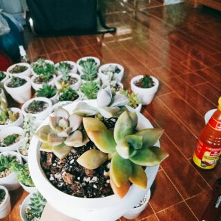Combo 2 chậu xương rồng