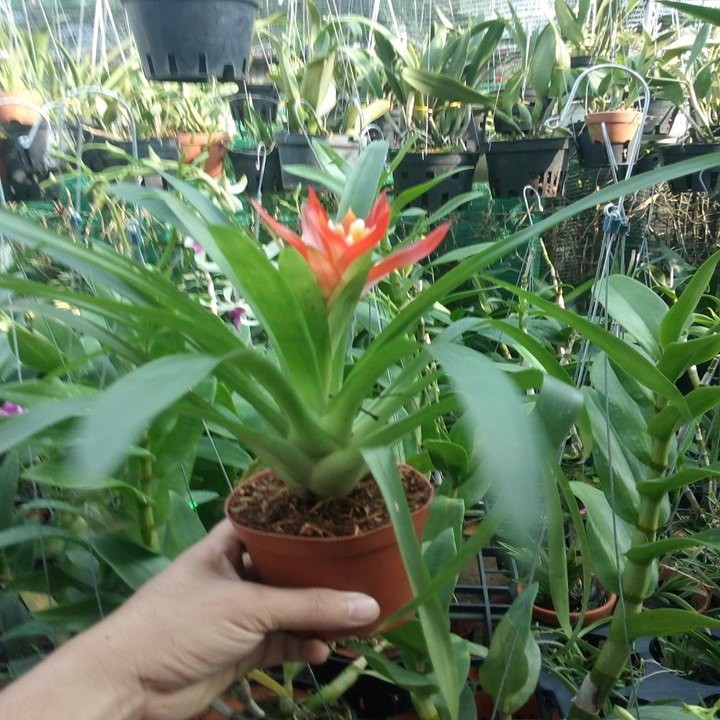 dứa cảnh nến