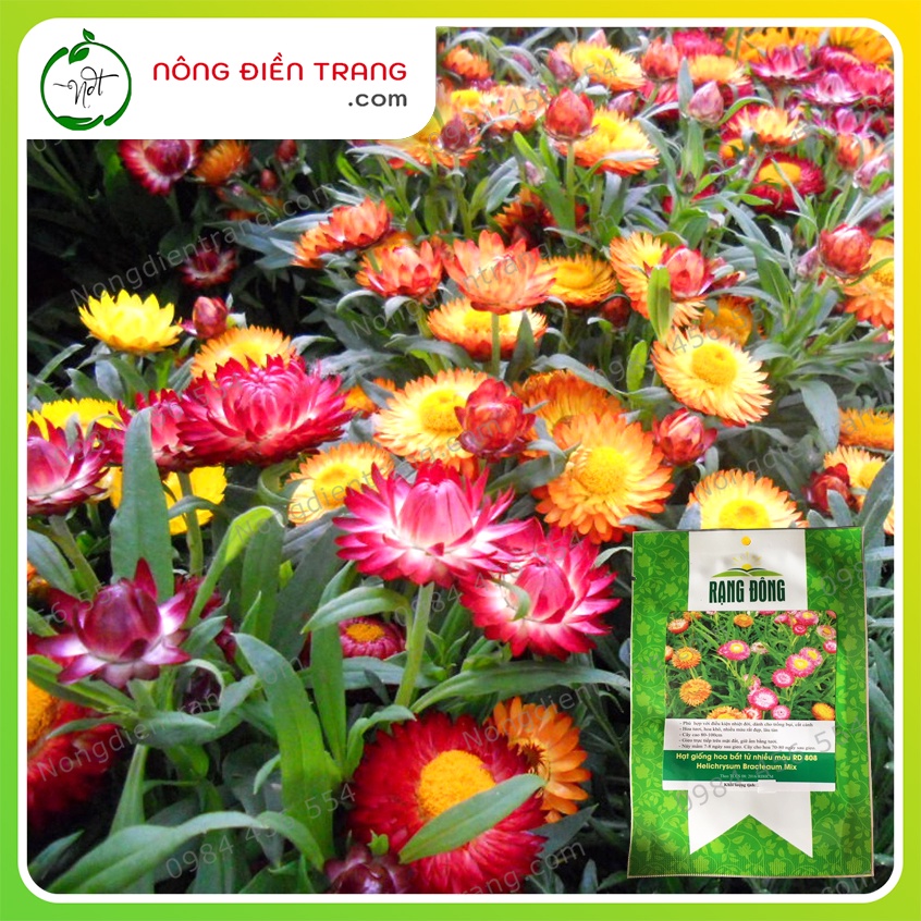 Hạt Giống Hoa Cúc Bất Tử Mix Nhiều Màu (Hoa Bất Tử) - Gói 0.03g - Hoa Nhiều Đẹp Lâu Tàn VTNN Nông Điền Trang
