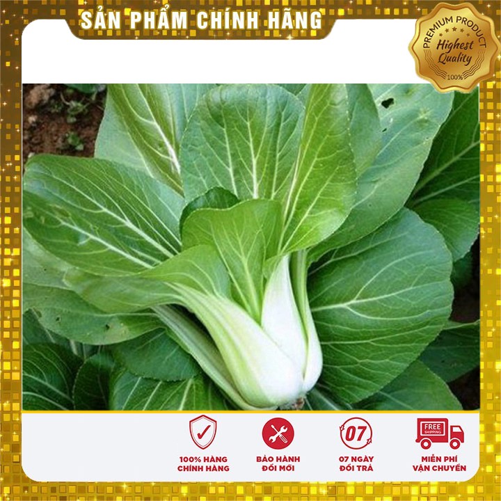 Hạt giống Cải Chít 20gram [Bán Sỉ]