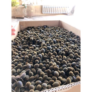 say trâu (xoay) rừng gia lai (size to)
