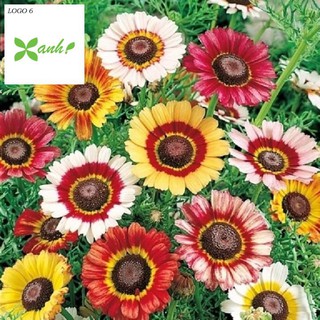 Hạt giống hoa cúc chi mix 50 hạt