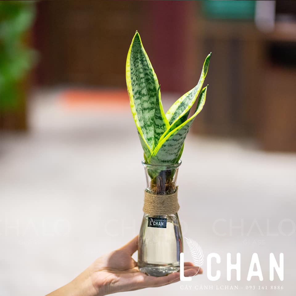 Chai thủy tinh dáng eo 350ml (Combo 03 chai) - CE350