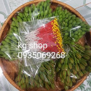 Nhụy hoa phượng