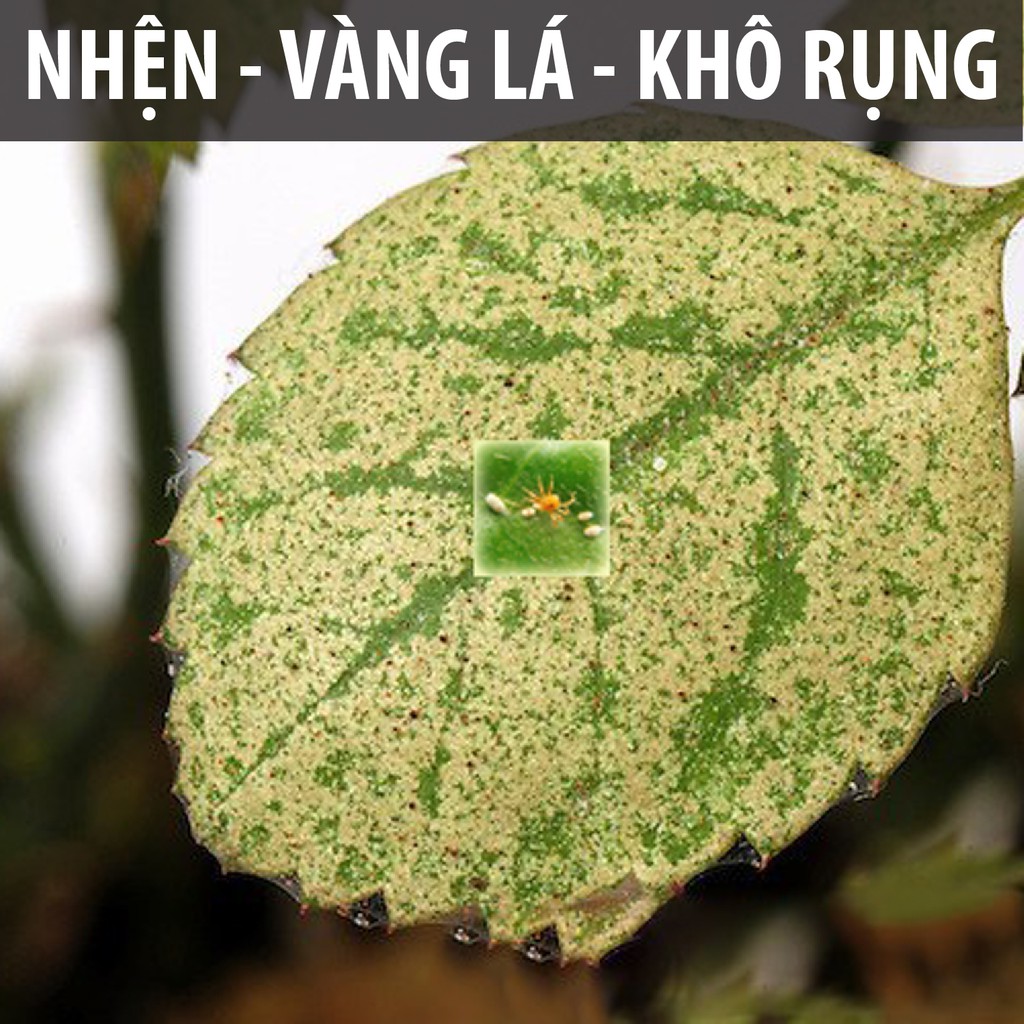 Dầu neem oil DOCNEEM hữu cơ phòng trị sâu bệnh hoa hồng, phong lan, cây cảnh, nguyên chất ép lạnh, hàng chính hãng 1L