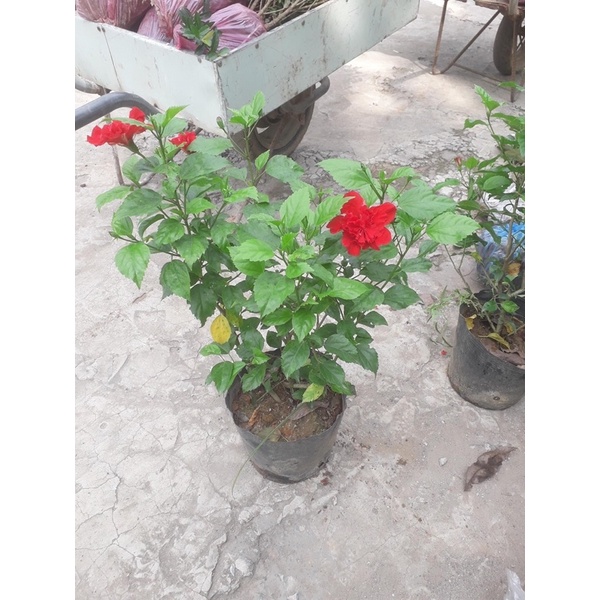 CÂY HOA RÂM BỤT ĐỎ KÉP