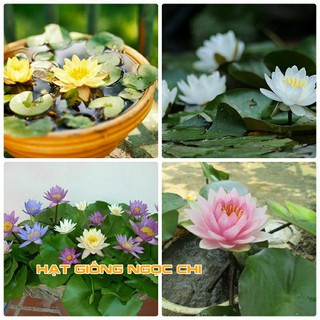 Hạt Giống Hoa Súng Mini - 5 Hạt