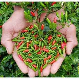 Hạt giống ớt xiêm siêu trái, siêu cay gói 0,1g