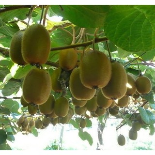 Hạt Giống Quả Kiwi F1 - 20 hạt