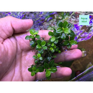 Sản Phẩm Dung Dịch T-Doctor