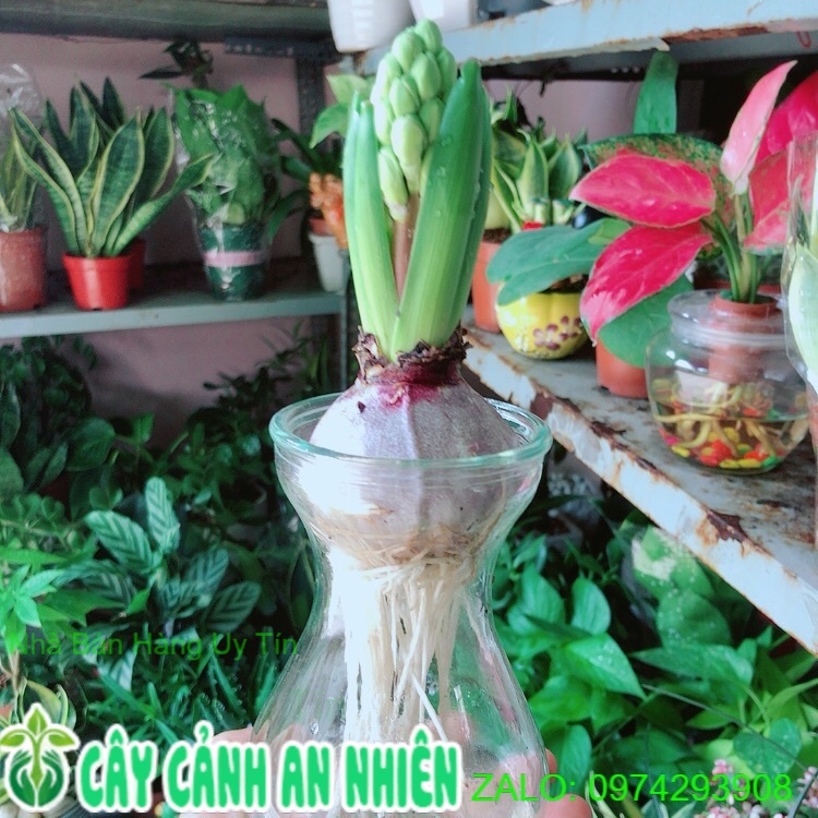 Chậu Cây Hoa Củ Ông Tiên