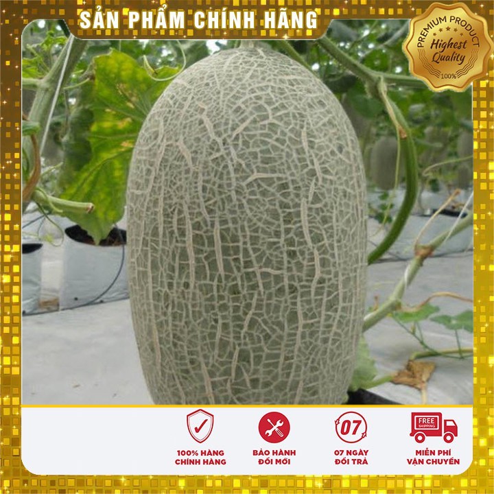 Hạt giống Dưa lưới xanh ruột đỏ quả oval ( 10 hạt)