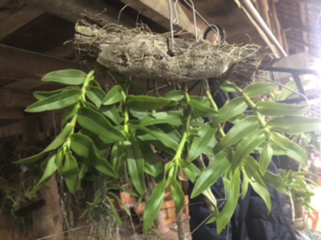 Phong lan Long tu Xuân Điện Biên