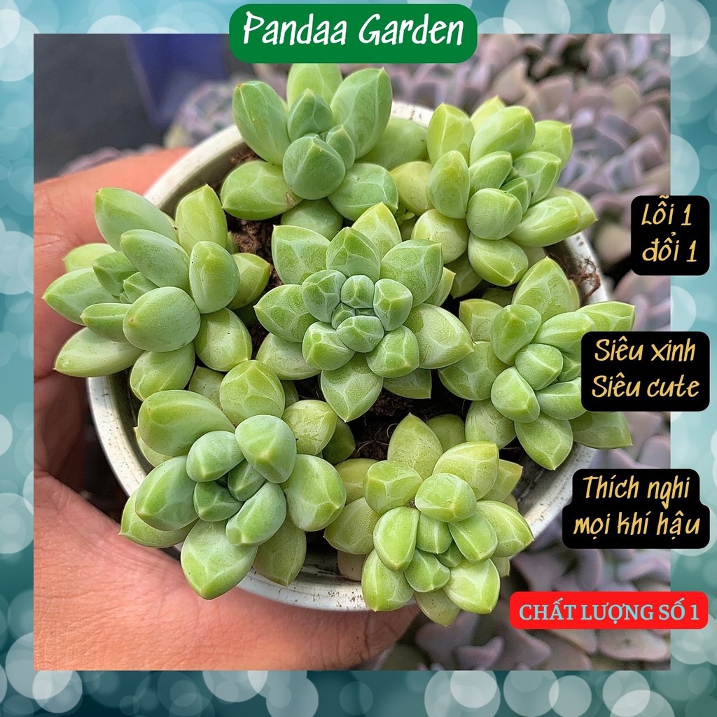 Sen Đá Kim Cương Trắng Size Mini 2.5-4cm, Sen Đá PANDAA GARDEN Đà Lạt Khoẻ Đẹp, Thích Nghi Mọi Khí Hậu, Lỗi 1 Đổi 1