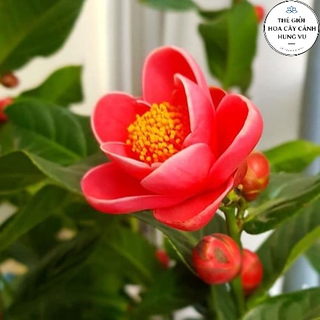 Cây hoa hải đường trưởng thành cao 1m qua tết hết hoa.