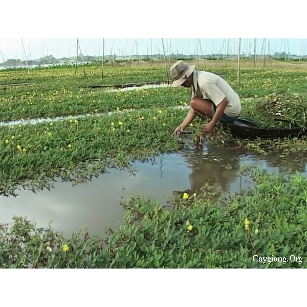 Hạt giống rau nhút  - Gói 50 Hạt KNS265