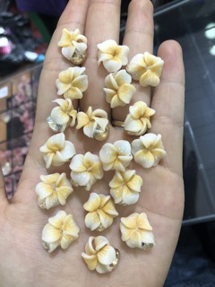 Hoa nhà e . Chụp hơi dìm tí