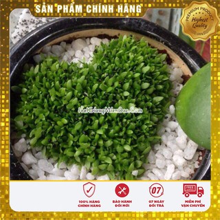 Bộ 2 gói hạt giống cỏ may mắn