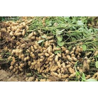 0.5 KG KCl - Kali đỏ (bột) 61%