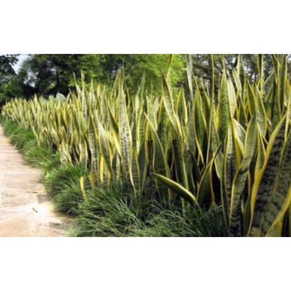 Cây lưỡi hổ xanh, viền vàng, cây cảnh lọc không khí
