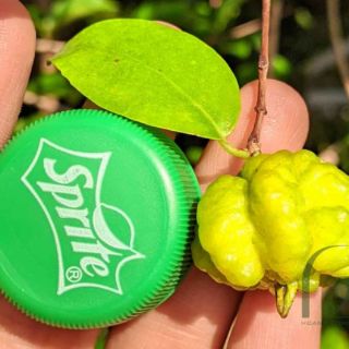 Cây surinam cherry