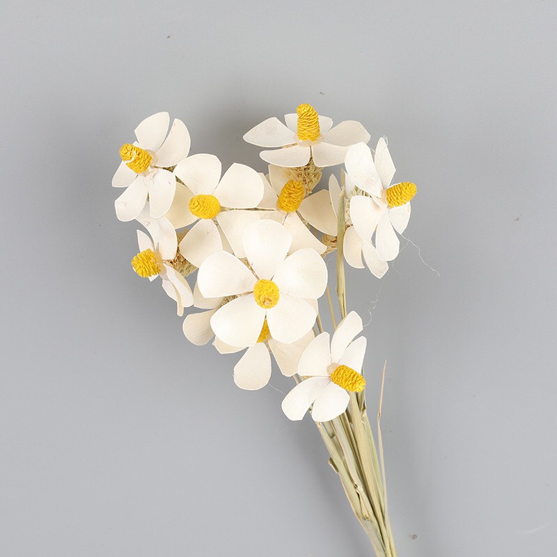 Hoa Cúc cánh bướm handmade Sấy Khô, Hoa khô decor trang trí