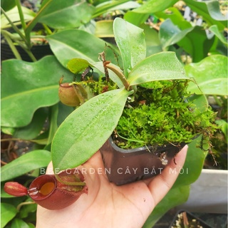Cây bắt mồi, cây nắp ấm Jerry 75