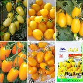50 H - HẠT GIỐNG CÀ CHUA CHERRY ANH ĐÀO F1 - VÀNG