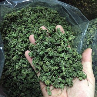 100g Nụ tam thất bào tử khô