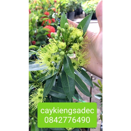 Caykiengsadec-Mai thái vàng+tặng phân bón cho cây-hoa lá cây kiểng-