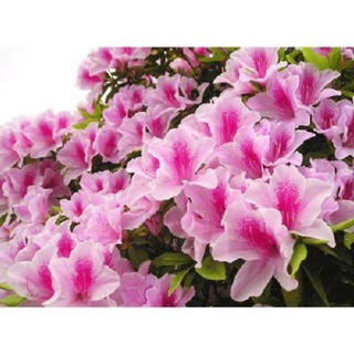 Cây giống hoa đỗ quyên nhật bản đủ màu , cây đẹp, giống chuẩn
