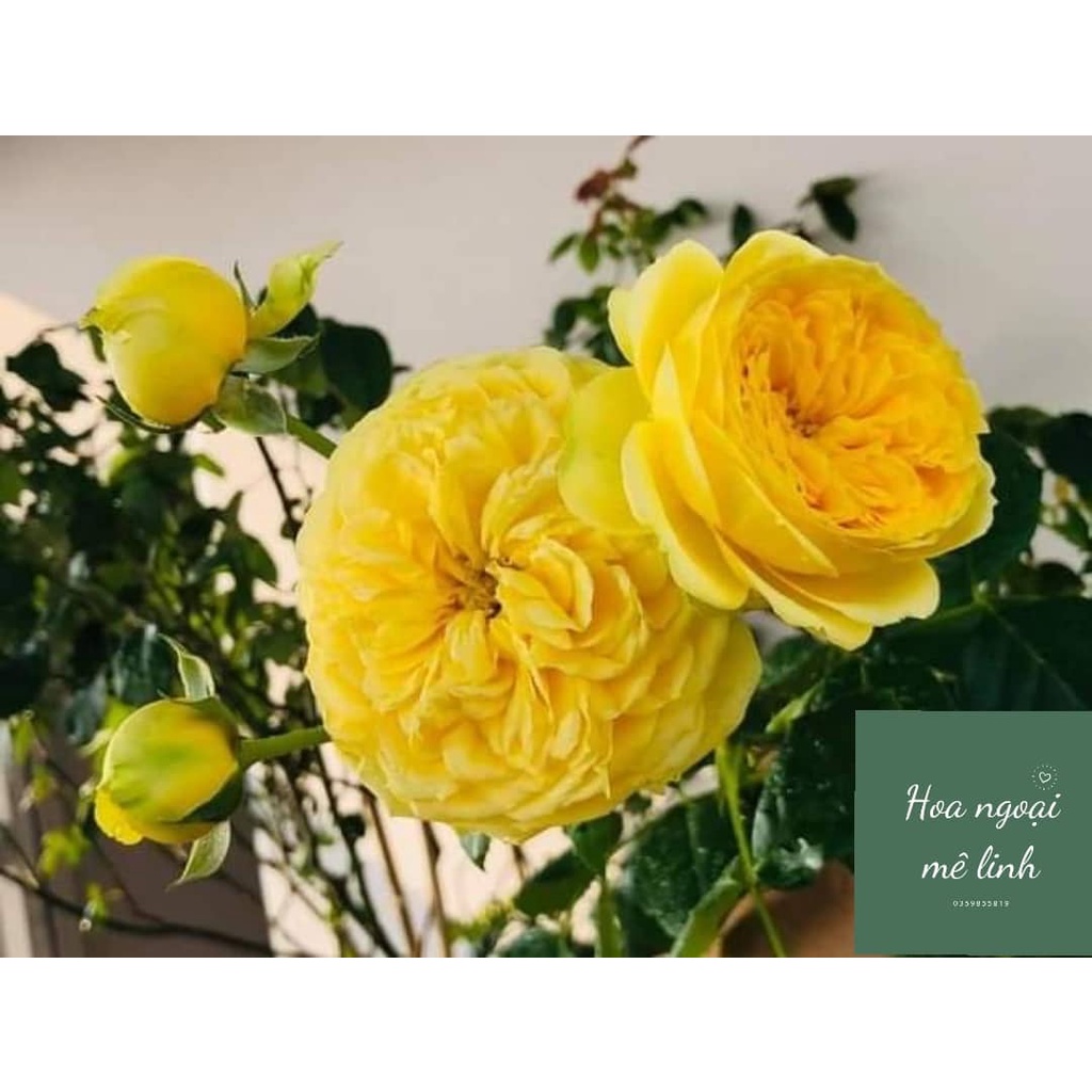 Hoa hồng Catalina rose màu vàng chanh tuyệt đẹp-Hoangoaimelinh