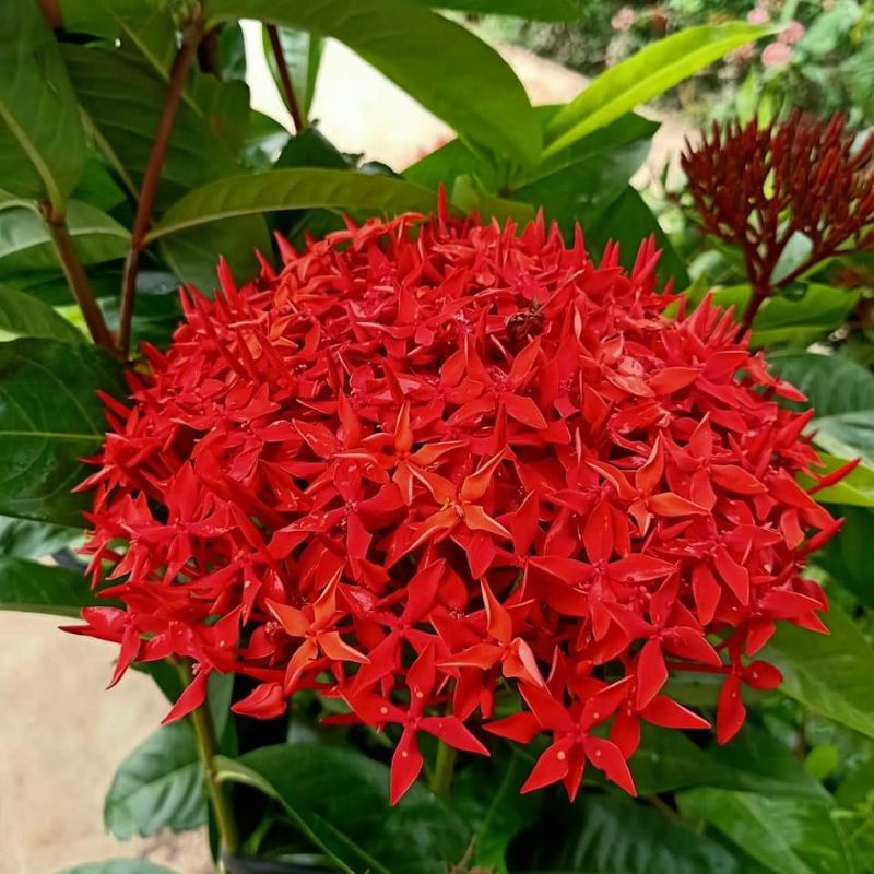 Cây giống mẫu đơn mỹ đỏ. Cây bán cao 70cm