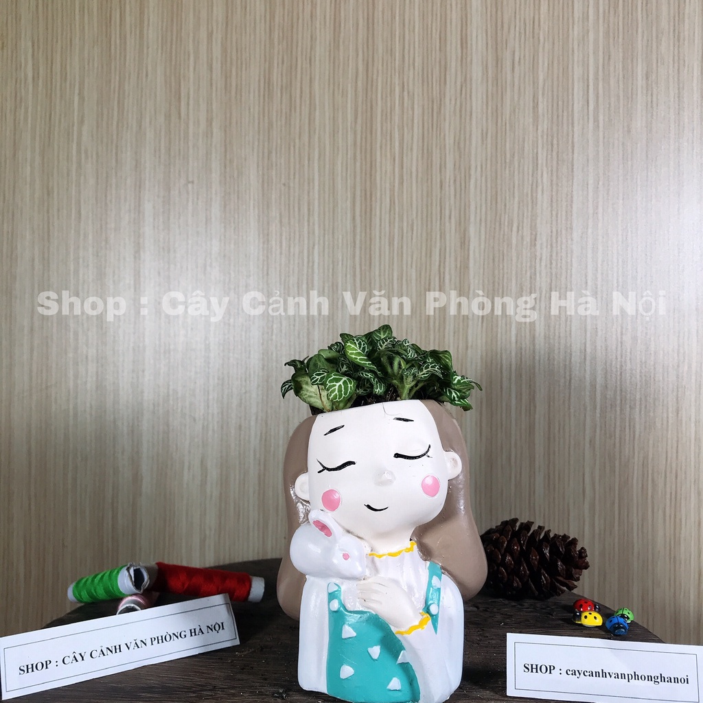 cây cẩm nhung , sen đá kèm chậu cô gái áo xanh chấm bi thỏ trắng