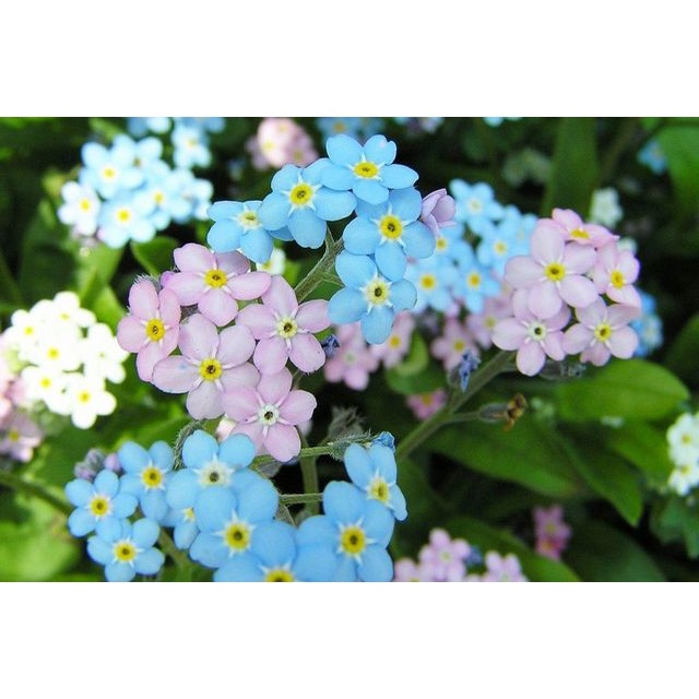 Hạt Giống Hoa Lưu Ly Forget Me Not Mix - SL: 100 HẠT